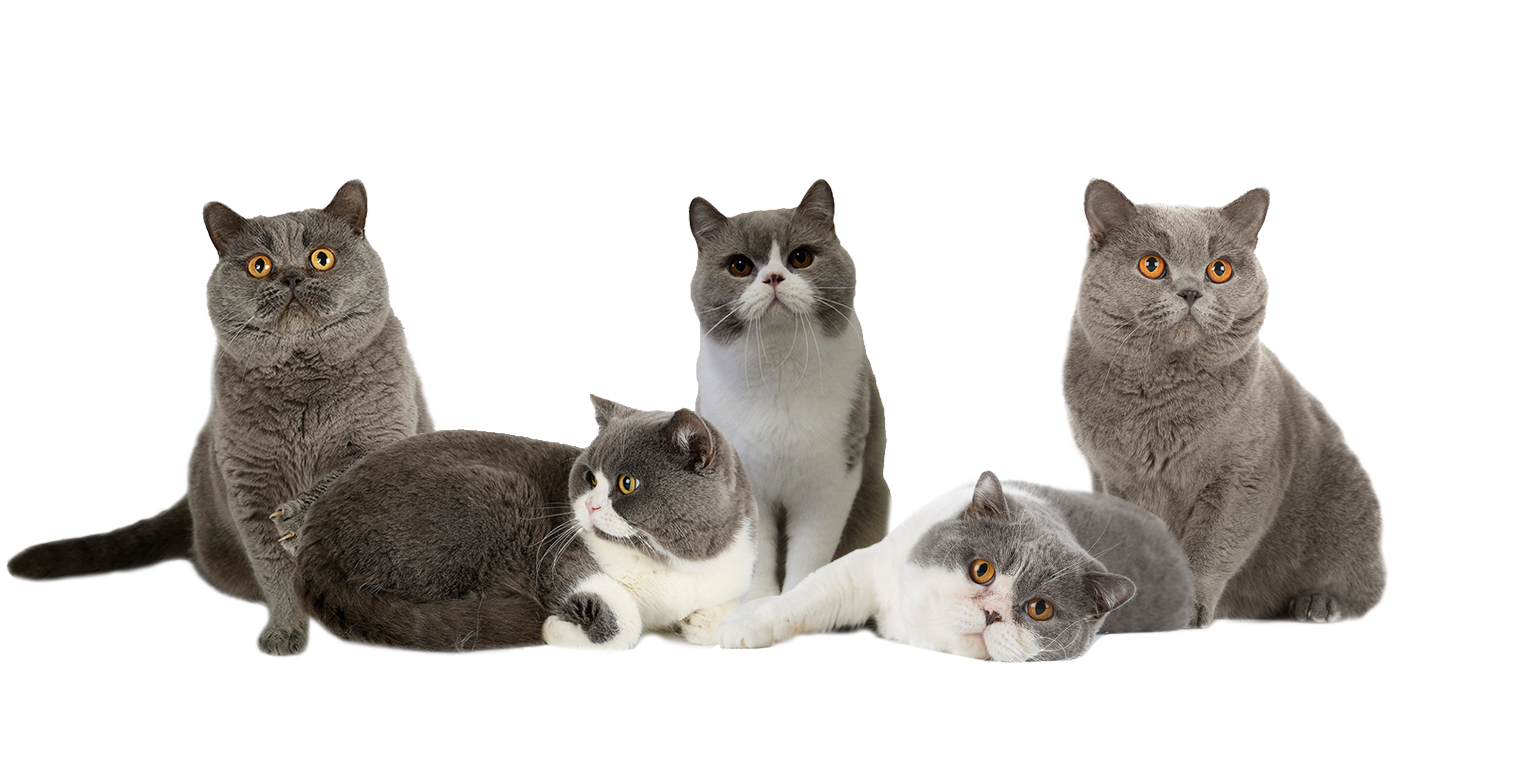 katers